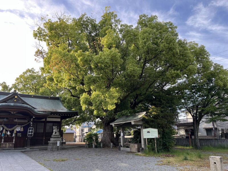 くすの木の写真